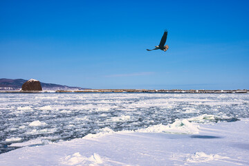 オホーツク海の流氷と鷲合成 © san724