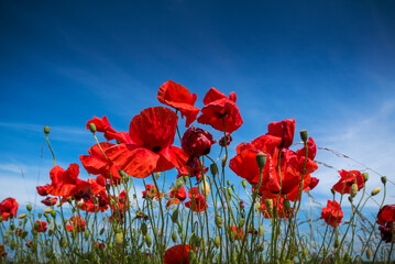 Obraz premium Wild Poppies in a rural field