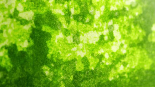 Watermelon ripe green surface. Healthy summer eating concept, harvesting, season fruit. Slow motion. Close up.