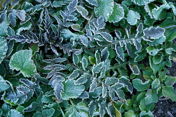 初冬の草の上に霜が描く模様