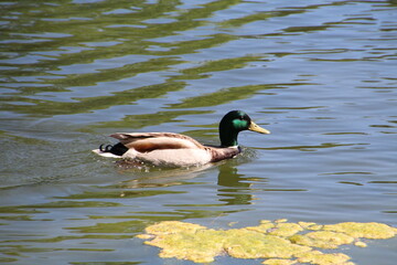duck on the lake, William Hawrelak Park, Edmonton, Alberta