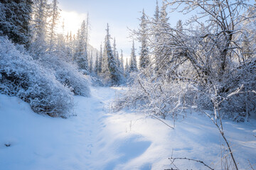 snow fell in the forest, frost and fresh needles