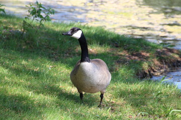 goose in the park