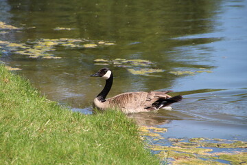 goose swimming, William Hawrelak Park, Edmonton, Alberta
