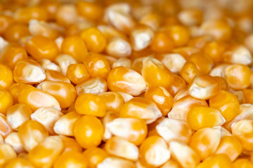 Corn. Close-up of organic yellow corn seed or maize. Macro raw popcorn.