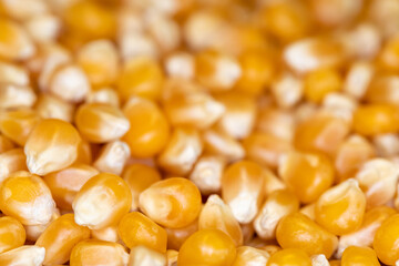 Corn. Close-up of organic yellow corn seed or maize. Macro raw popcorn.