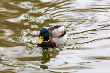 Duck swimming in the water