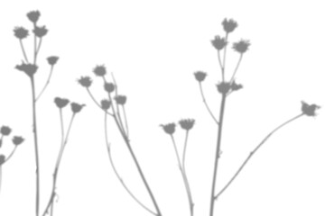 Summer background from the shadow of a sprig of field grass on a white wall. White and black for photo or mockup