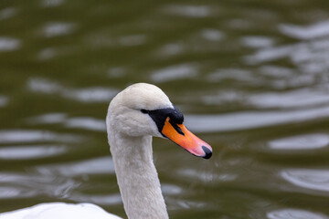 Portrait of white mute swan