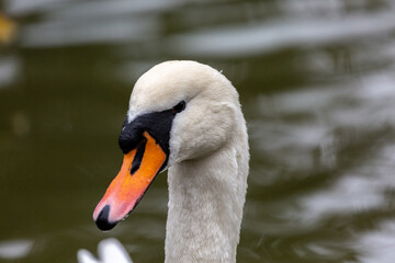 Portrait of white mute swan