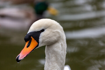 Obraz premium Portrait of white mute swan
