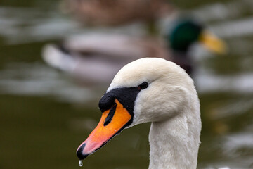Portrait of white mute swan