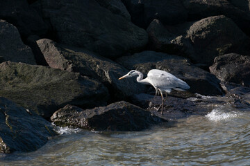 アオサギが、じっと岩の間を見つめている。何かエサがいるのだろうか。