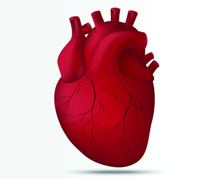 Anatomy of Human heart isolated on white background. For Cardiology. Human Heart illustration.