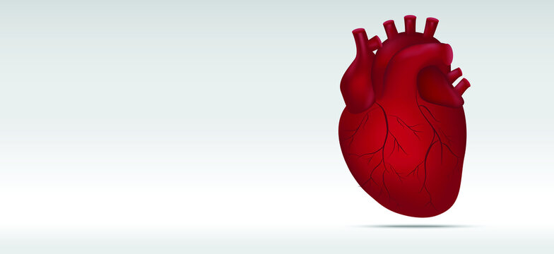 Human heart illustration on white background for cardiology. Anatomy of Heart.