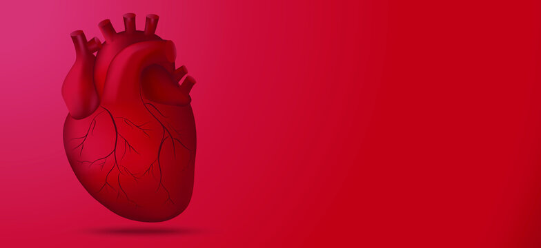 Human heat for cardiology isolated on red background. Anatomy of Heart.