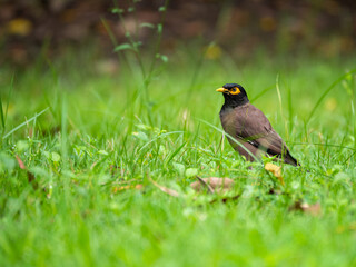 Close up of bird on green grass in the park