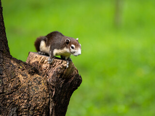 Close up of squirrel over the tree in the park with nature blur background