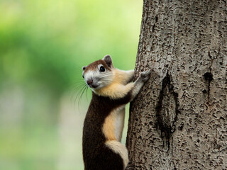 Close up of squirrel over the tree in the park with nature blur background