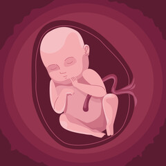 baby inside the womb