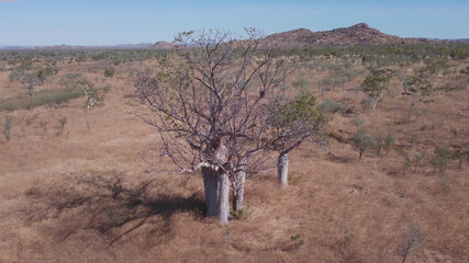 high angle aerial view flying away from a boab tree in the kimberley