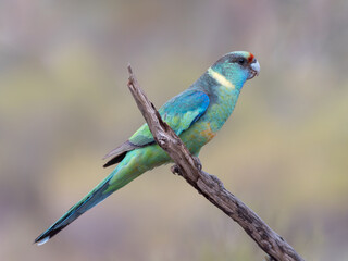 side view of a male mallee ringneck parrot perched on a branch at gluepot reserve