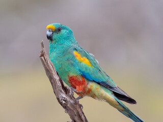 close up of a a male mulga parrot on a branch at gluepot reserve