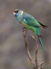 a male mallee ringneck parrot perched on a branch at gluepot reserve