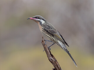 a spiny-cheeked honeyeater perched on a branch at gluepot reserve