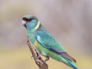 side view close up of a male mallee ringneck parrot at gluepot reserve