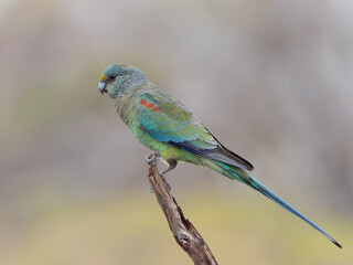 female mulga parrot perched on a branch at gluepot reserve