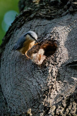 eurasian nuthatch