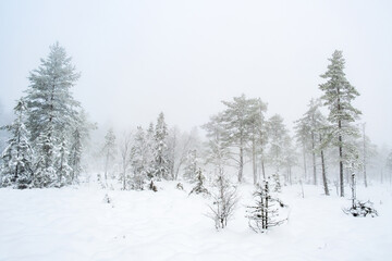 Wintery forest in cold fog on a bog