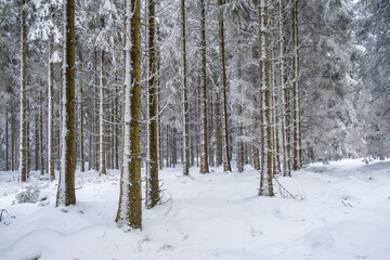 Snowy spruce forest in winter