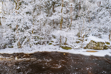Obraz premium Forest with hoarfrost by a river