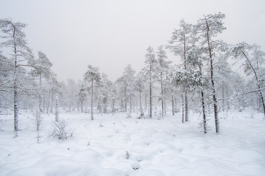 Pine woodland with snow and frost on a bog