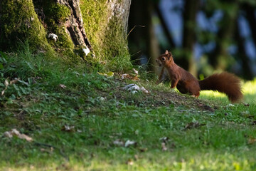 squirrel in the forest