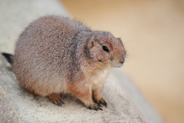 かわいいお顔でじっとみているプレーリドッグ