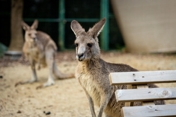 カンガルーの近影