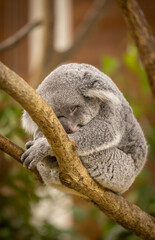 コアラの近影