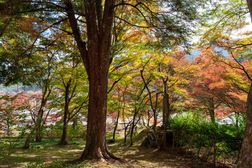 Fototapeta na wymiar Colorful autumn leaves in Entsuji temple in Tamba, Hyogo, Japan