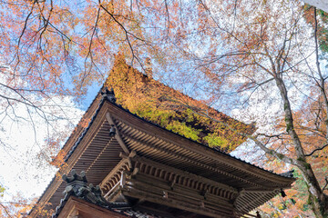 Colorful autumn leaves in Kogenji temple in Tamba, Hyogo, Japan