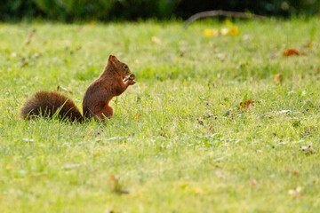 squirrel on the grass