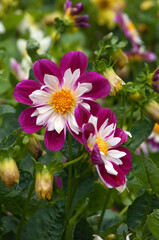 Sydney Australia, bright multicolored dalia flowers in sunshine