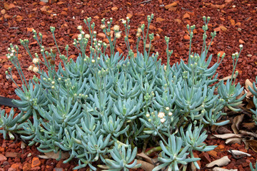 Obraz premium Sydney Australia, clump of curio repens also known as blue chalksticks ground cover