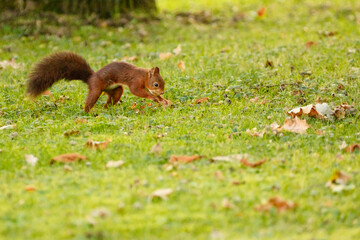 squirrel on the grass