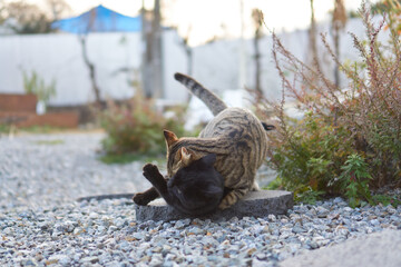 Obraz premium Two kittens playing together