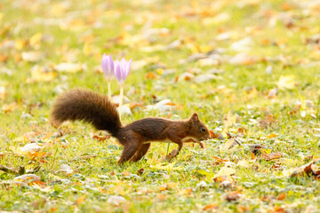 red squirrel on a grass