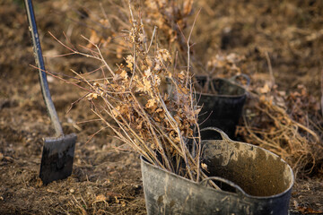 Shallow depth of field (selective focus) image with saplings of various tree species during an autumn tree planting.