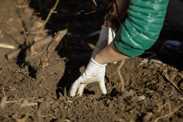 Details with the hands of a woman planting a tree sapling during an autumn tree planting.